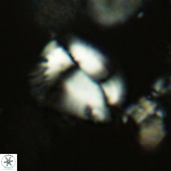 Helicosphaera pteryga VR 05857