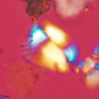 Helicosphaera pteryga VR 05859