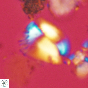 Helicosphaera pteryga VR 05859