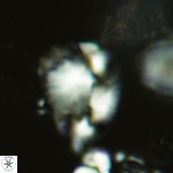 Helicosphaera pteryga VR 05861