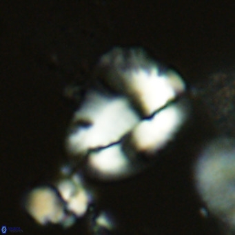 Helicosphaera pteryga VR 05862