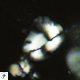 Helicosphaera pteryga VR 05862