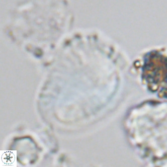 Helicosphaera pteryga VR 05864