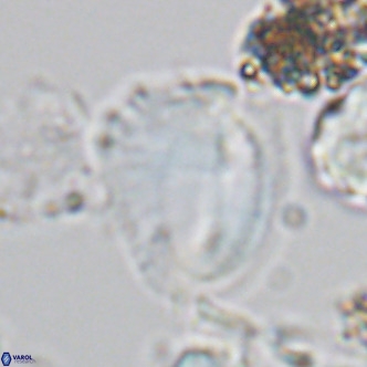 Helicosphaera pteryga VR 05870