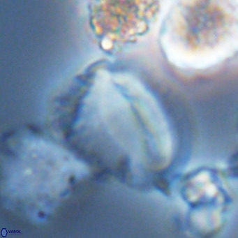 Helicosphaera pteryga VR 05869