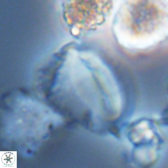 Helicosphaera pteryga VR 05869