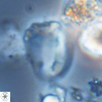 Helicosphaera pteryga VR 05870