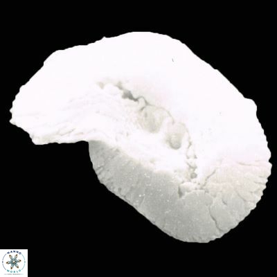 Helicosphaera paleocarteri 930 1