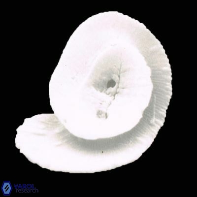 Helicosphaera paleocarteri 930 6