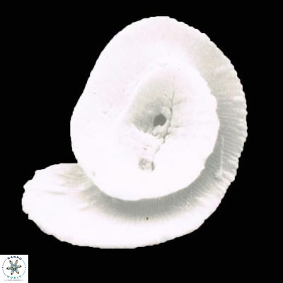Helicosphaera paleocarteri 930 6
