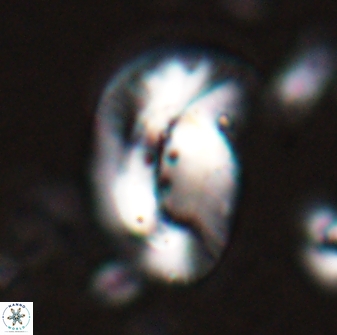 Helicosphaera paleocarteri 26529
