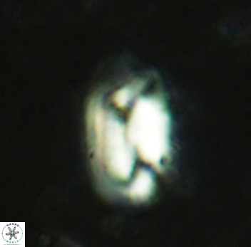 Helicosphaera perch-nielseniae 2350