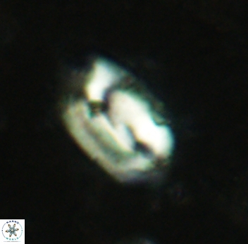 Helicosphaera perch-nielseniae 2352
