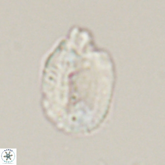 Helicosphaera perch nielseniae VR 34106