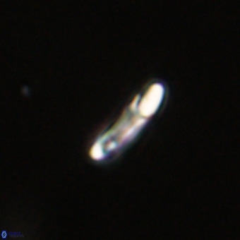 Helicosphaera philippinensis VR 22007
