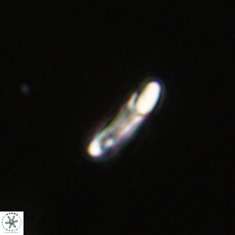 Helicosphaera philippinensis VR 22007