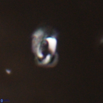 Helicosphaera philippinensis VR 22015
