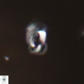 Helicosphaera philippinensis VR 22015