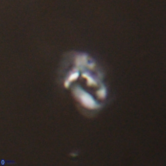 Helicosphaera philippinensis VR 22013