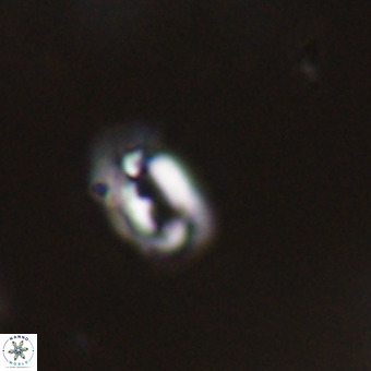 Helicosphaera philippinensis VR 22021