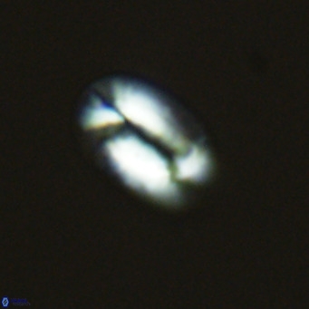 Helicosphaera princei VR 04639