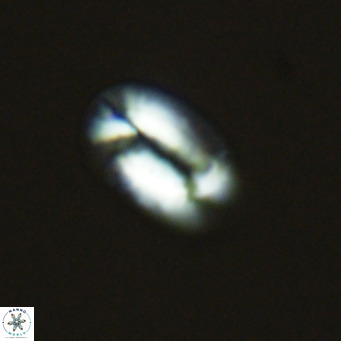 Helicosphaera princei VR 04639