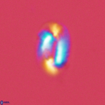 Helicosphaera princei VR 04642