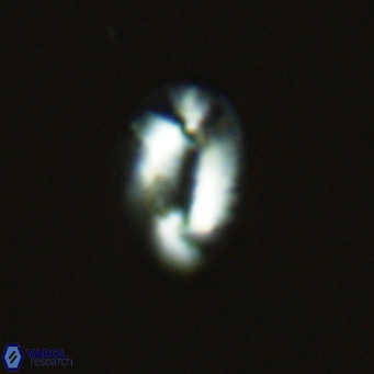 Helicosphaera princei VR 04643