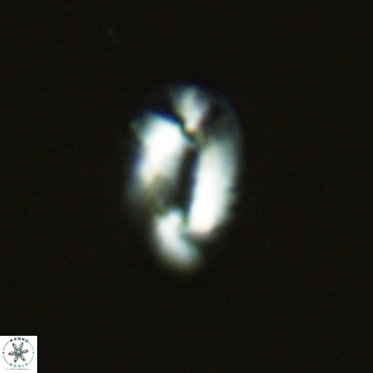 Helicosphaera princei VR 04643