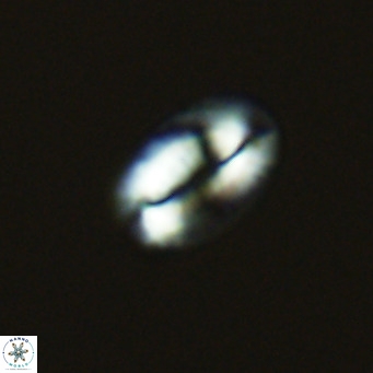 Helicosphaera princei VR 04644