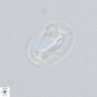Helicosphaera princei VR 04647