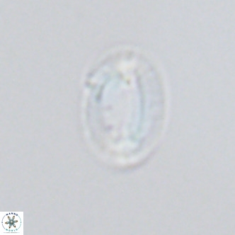 Helicosphaera princei VR 04648