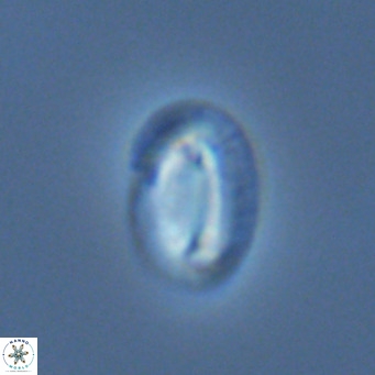Helicosphaera princei VR 04652