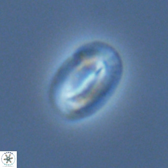 Helicosphaera princei VR 04653