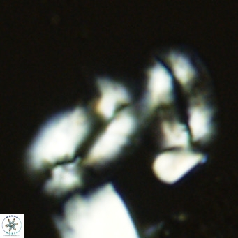 Helicosphaera princei neogranulata VR 03794