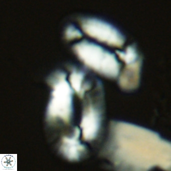 Helicosphaera princei neogranulata VR 03790