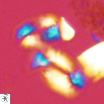 Helicosphaera princei neogranulata VR 03792