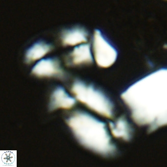Helicosphaera princei neogranulata VR 03793