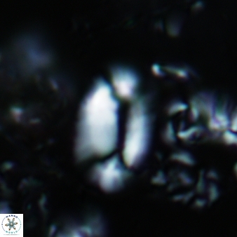 Helicosphaera prinscei 433
