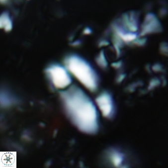 Helicosphaera prinscei 436