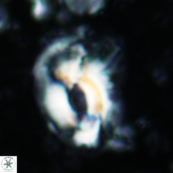 Helicosphaera scissura 341