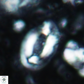 Helicosphaera scissura 343