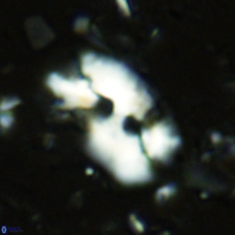 Helicosphaera sellii VR 07912