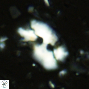 Helicosphaera sellii VR 07912