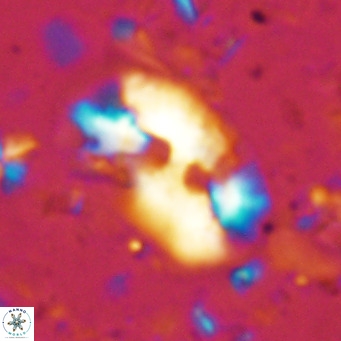 Helicosphaera sellii VR 07913