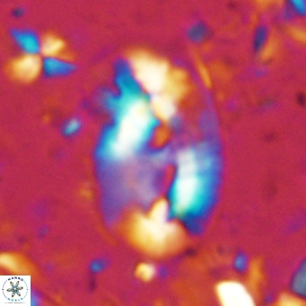 Helicosphaera sellii VR 07914