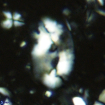 Helicosphaera sellii VR 07915