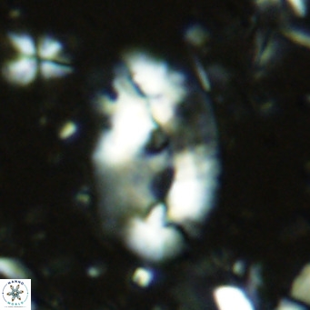 Helicosphaera sellii VR 07915