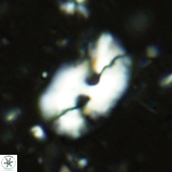 Helicosphaera sellii VR 07918
