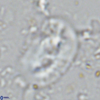 Helicosphaera sellii VR 07920